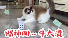 娱乐吃瓜猫咪,揭秘猫咪吃瓜背后的趣味世界