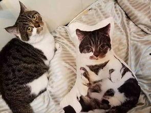 吃瓜娱乐酱抱枕猫,吃瓜娱乐酱带你领略萌宠魅力