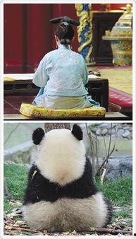 娱乐吃瓜群众2,揭秘娱乐圈背后的秘密与八卦