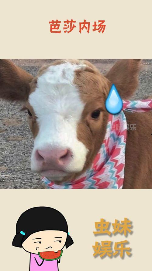 娱乐吃瓜酱外婆养大的羊羊视频