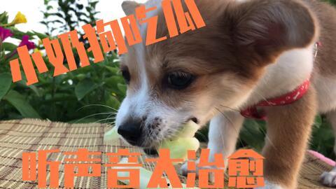 娱乐吃瓜菌小狗视频大全,小狗视频大全趣味盘点